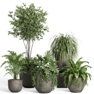 Indoor Plant Set 45-dark Concrete Pot