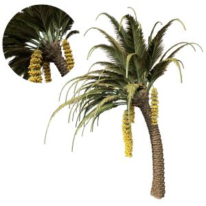 Palm Tree With Date