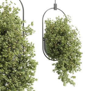 Hanging Plants - Indoor Plant 352