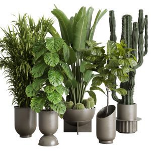 Indoor Plant Set 353 Ravenala Palm Lyrata Cactus C