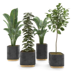 Indoor Plants Collection 50