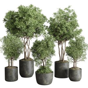 Indoor Plant Set 354 Plant Tree Vase Dirty Concret