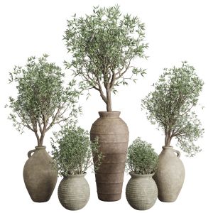 Olive Tree In An Old Earthenware Vase Indoor Set 3