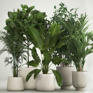 Set Of Potted Plants Ficus Palm Strelitzia 1198