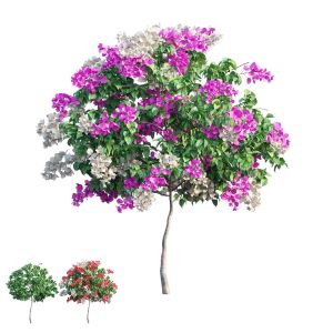 Bougainvillea Plant Set 54