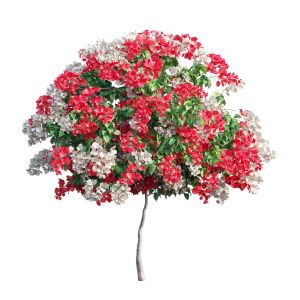 Bougainvillea Plant Set 55