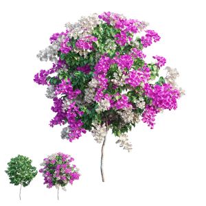 Bougainvillea Plant Set 56