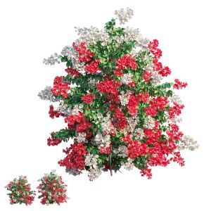 Bougainvillea Plant Set 57