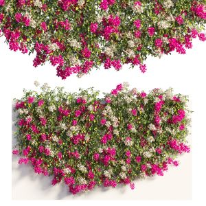 Bougainvillea Plant Set 60