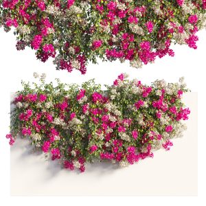 Bougainvillea Plant Set 61