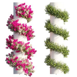 Bougainvillea Plant Set 63