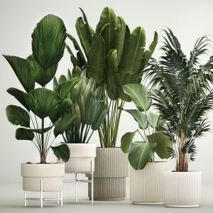 Set Of Plants In Pots From Likuala Strelitzia Palm