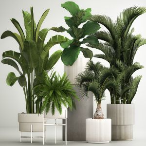 Set Of Plants In Pots From Strelitzia Palm Ficus