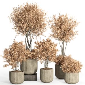 Indoor Plant Set 46