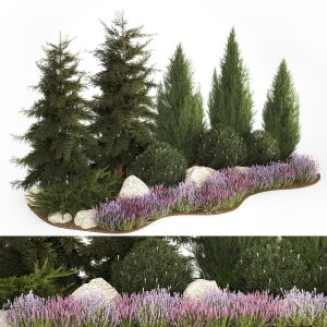 Alpine Hill Fir Tree, Thuja, Juniper And Lavender