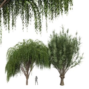 Weeping Pollard Willow Tree