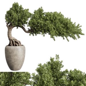 Bonsai Tree In An Old Concrete Vase Indoor Plant 3