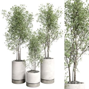 Indoor Plant Set 357 Concrete Vase Plant Tree Shru