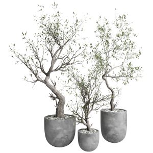 Indoor Plant Set 358 Concrete Vase Plant Old Tree