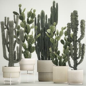 Cactus Plants For Outdoors And Interiors In Pots