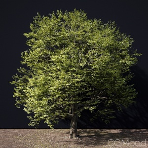 A tree in green and autumn colours