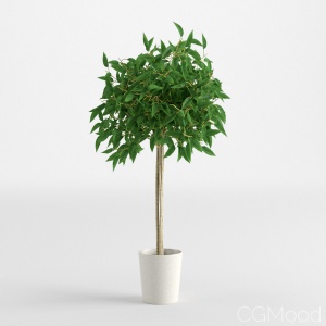 Ficus Benjamina 2