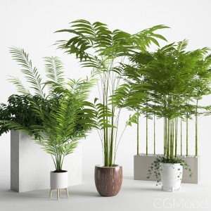 Houseplants 3