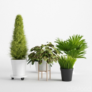 Houseplant 9