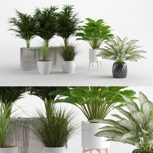 Houseplant 11