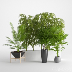 Houseplant 12