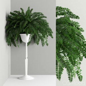 Houseplant 21