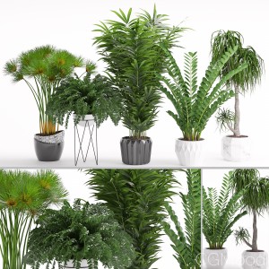 Houseplant 27