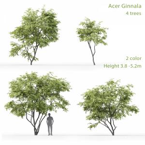 Acer Ginnala #1