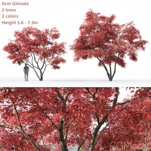 Acer Ginnala #2