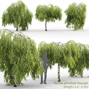 Betula Pendula Youngii #2(2.5-2.9m)