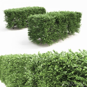 Buxus Sempervirens Hedge #1