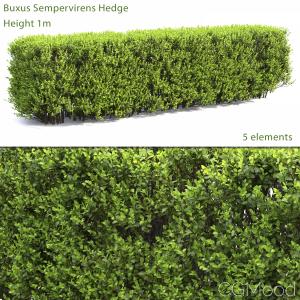 Buxus Hedge #2