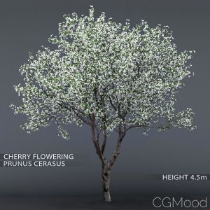 Cherry-tree Flowering #1