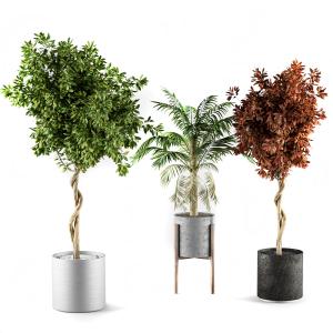 Outdoor-plants Broadleaf & Palm