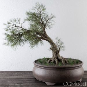 Bonsai Pine