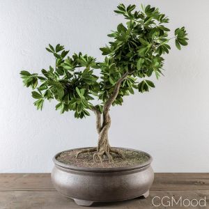 Bonsai Broadleaf