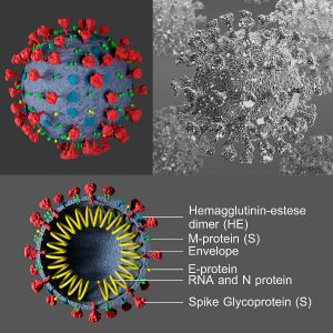 Covid-19/ Coronavirus