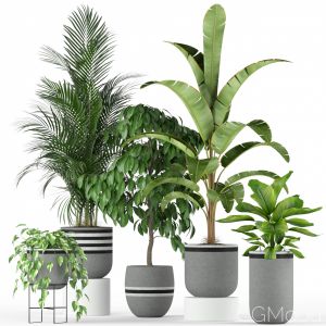 Plants Collection 212