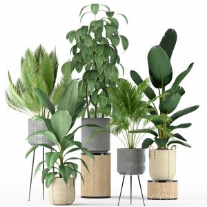 Plants Collection 213