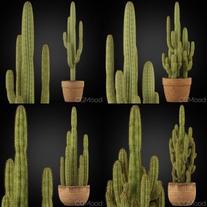 Cactus Collection 01