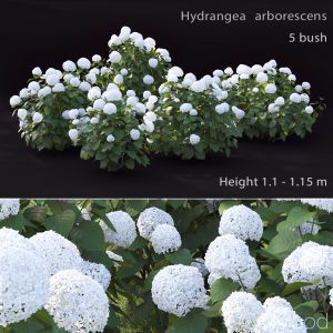 Hydrangea Arborescens Bush #2