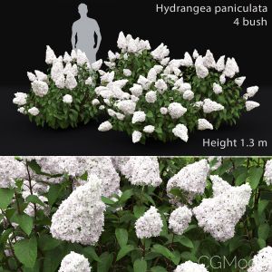 Hydrangea Paniculata Bush #2