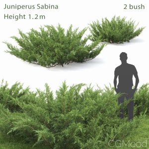 Juniperus Sabina #1