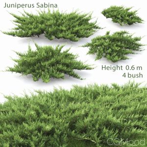 Juniperus Sabina #2