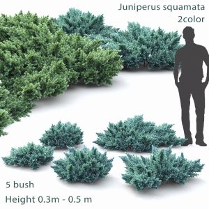 Juniperus Squamata #1